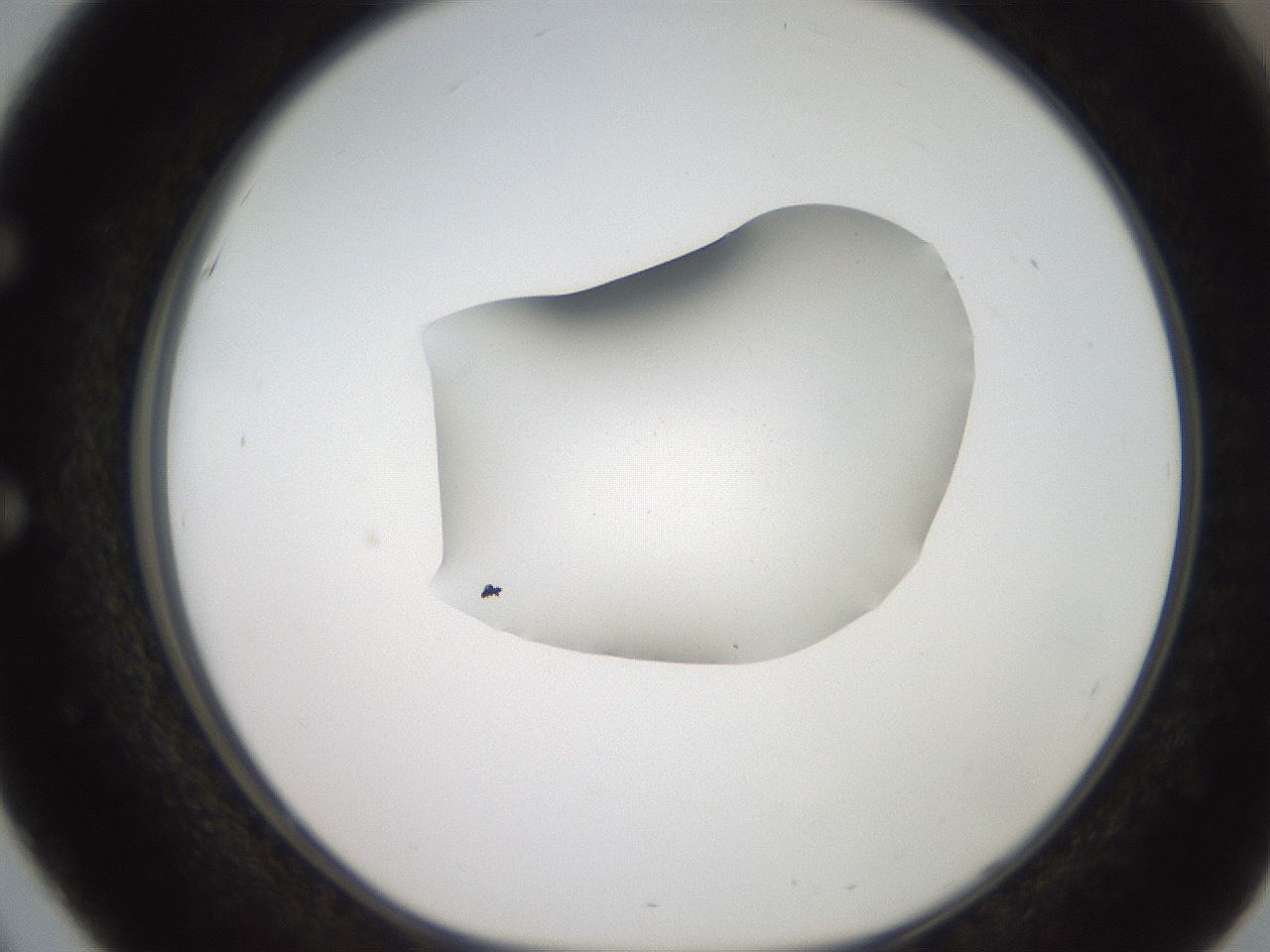 folderID271_plateID2271_batchID10709_wellNum51_profileID1_d1_r158490_ef.jpg