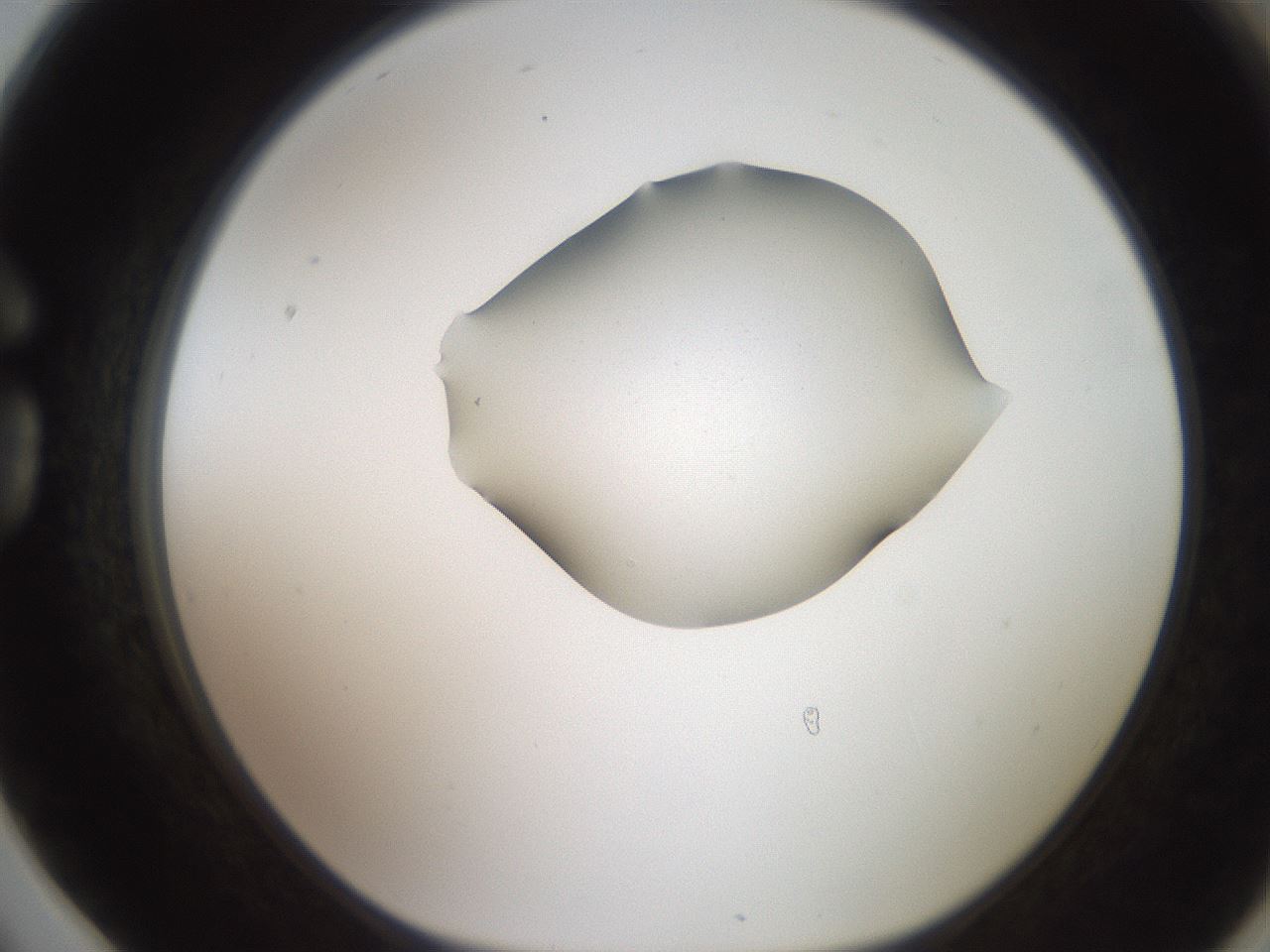 folderID271_plateID2271_batchID10709_wellNum78_profileID1_d1_r158517_ef.jpg