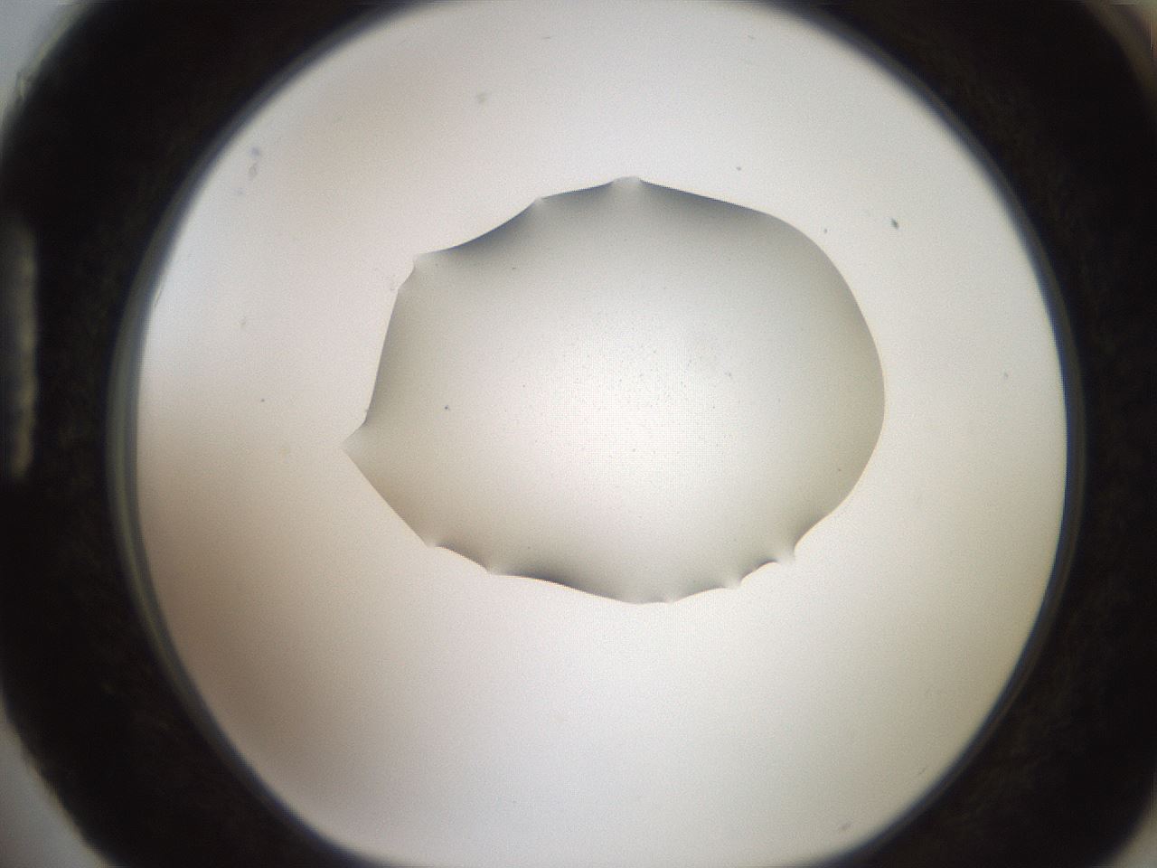 folderID271_plateID2271_batchID10709_wellNum88_profileID1_d1_r158527_ef.jpg