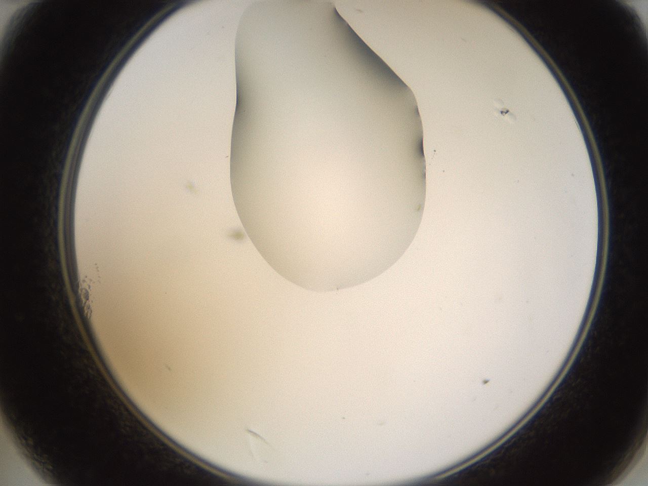 folderID272_plateID1272_batchID4170_wellNum11_profileID1_d2_r74701_ef.jpg
