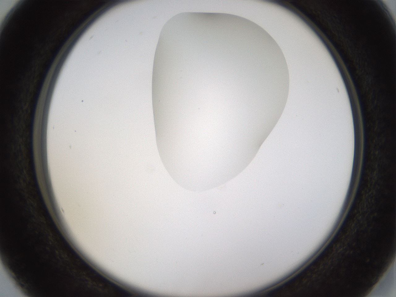 folderID272_plateID1272_batchID4170_wellNum16_profileID1_d2_r74711_ef.jpg