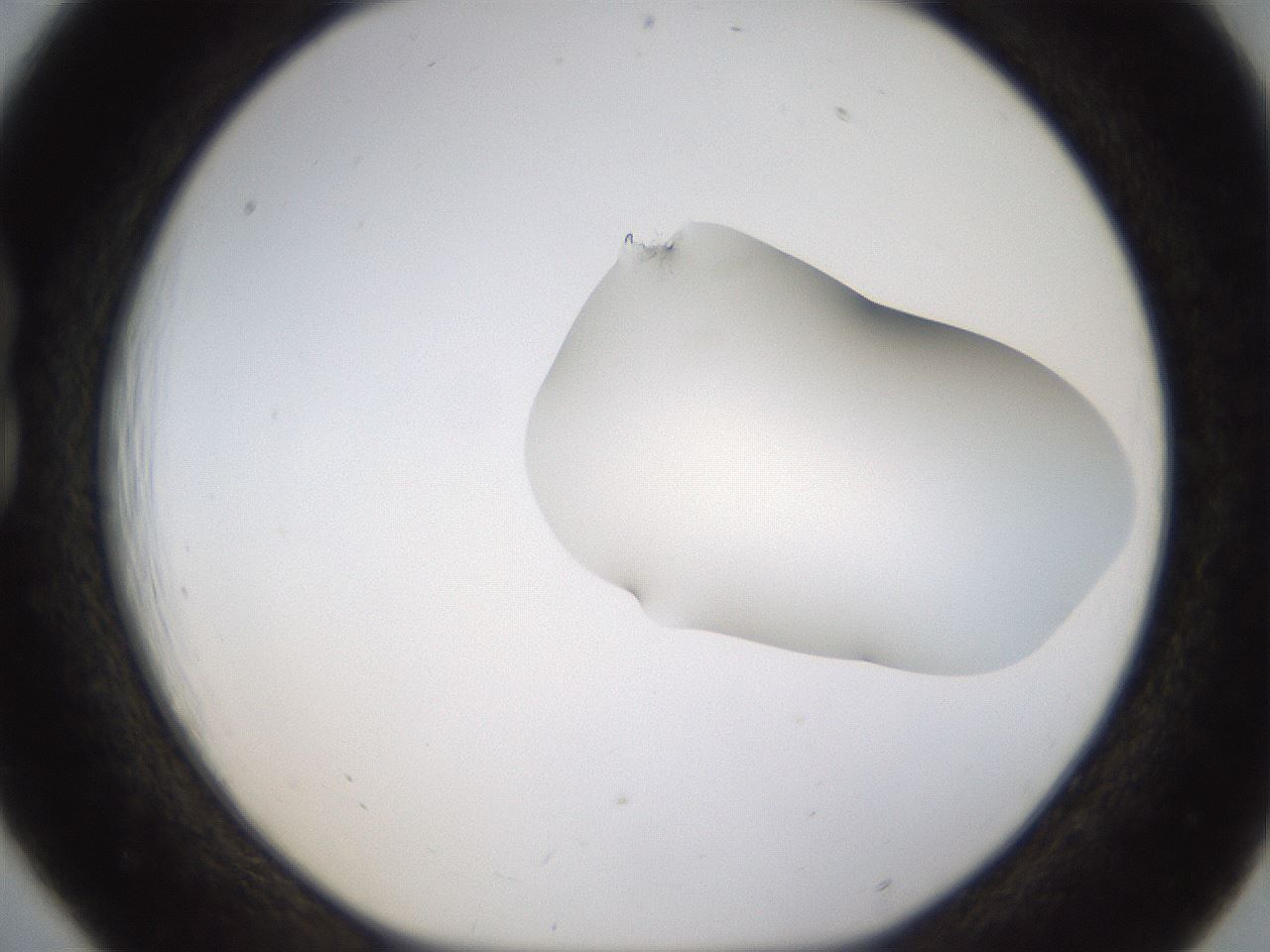 folderID272_plateID1272_batchID4170_wellNum18_profileID1_d1_r74714_ef.jpg