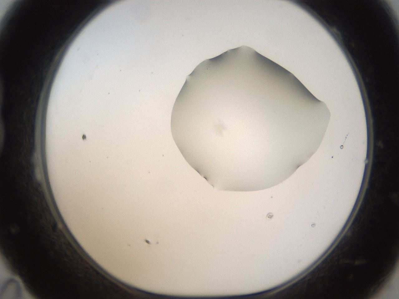 folderID272_plateID1272_batchID4170_wellNum23_profileID1_d1_r74724_ef.jpg