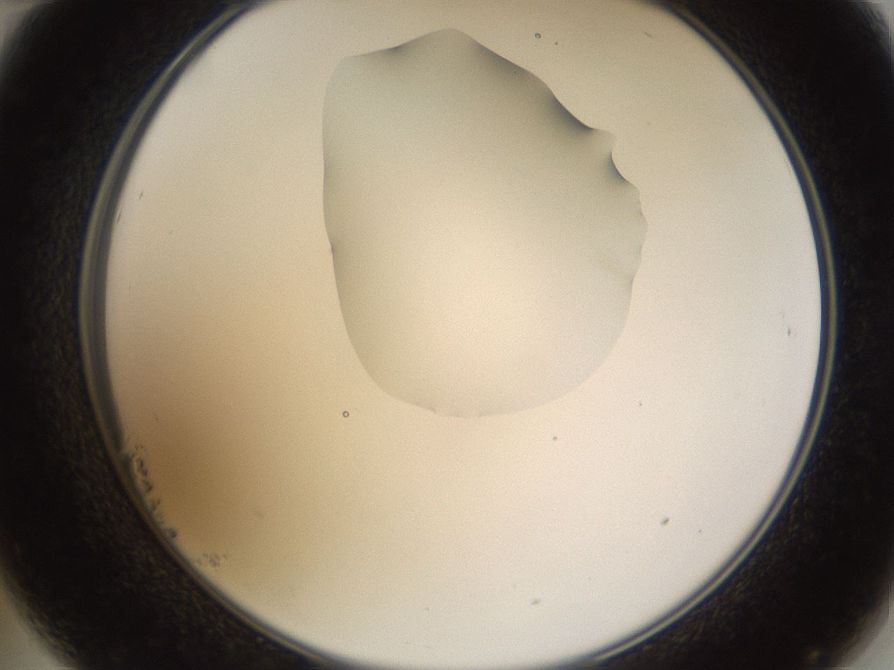 folderID272_plateID1272_batchID4170_wellNum23_profileID1_d2_r74725_ef.jpg
