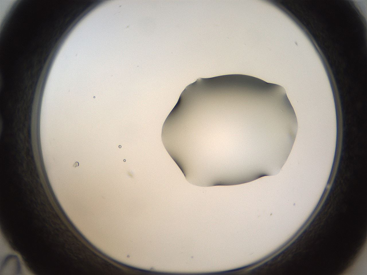 folderID272_plateID1272_batchID4170_wellNum35_profileID1_d1_r74748_ef.jpg