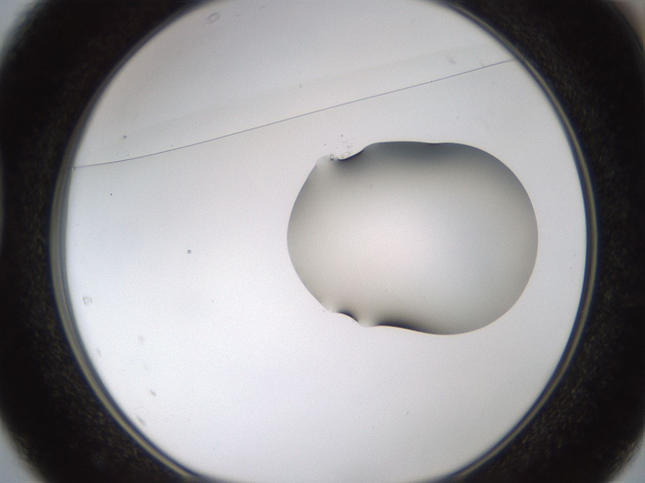 folderID272_plateID1272_batchID4170_wellNum37_profileID1_d1_r74752_ef.jpg