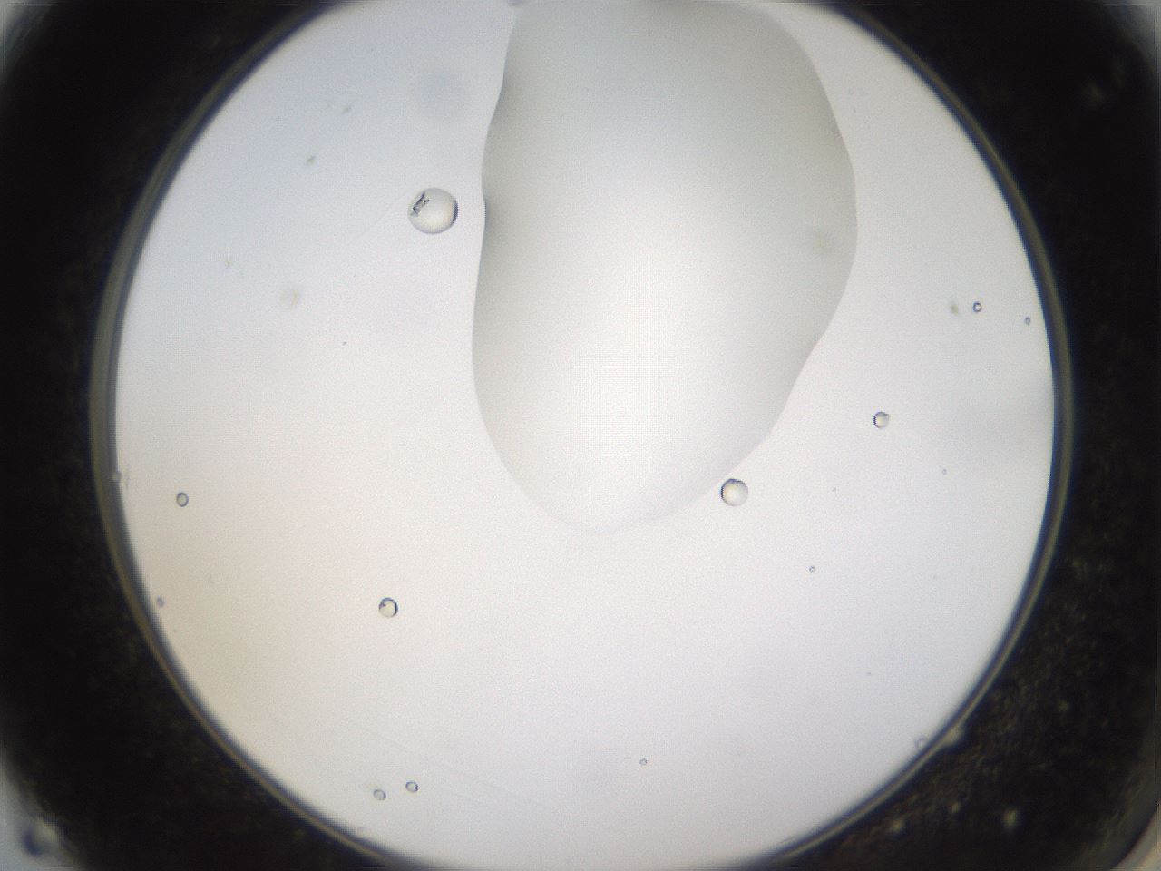 folderID272_plateID1272_batchID4170_wellNum3_profileID1_d2_r74685_ef.jpg