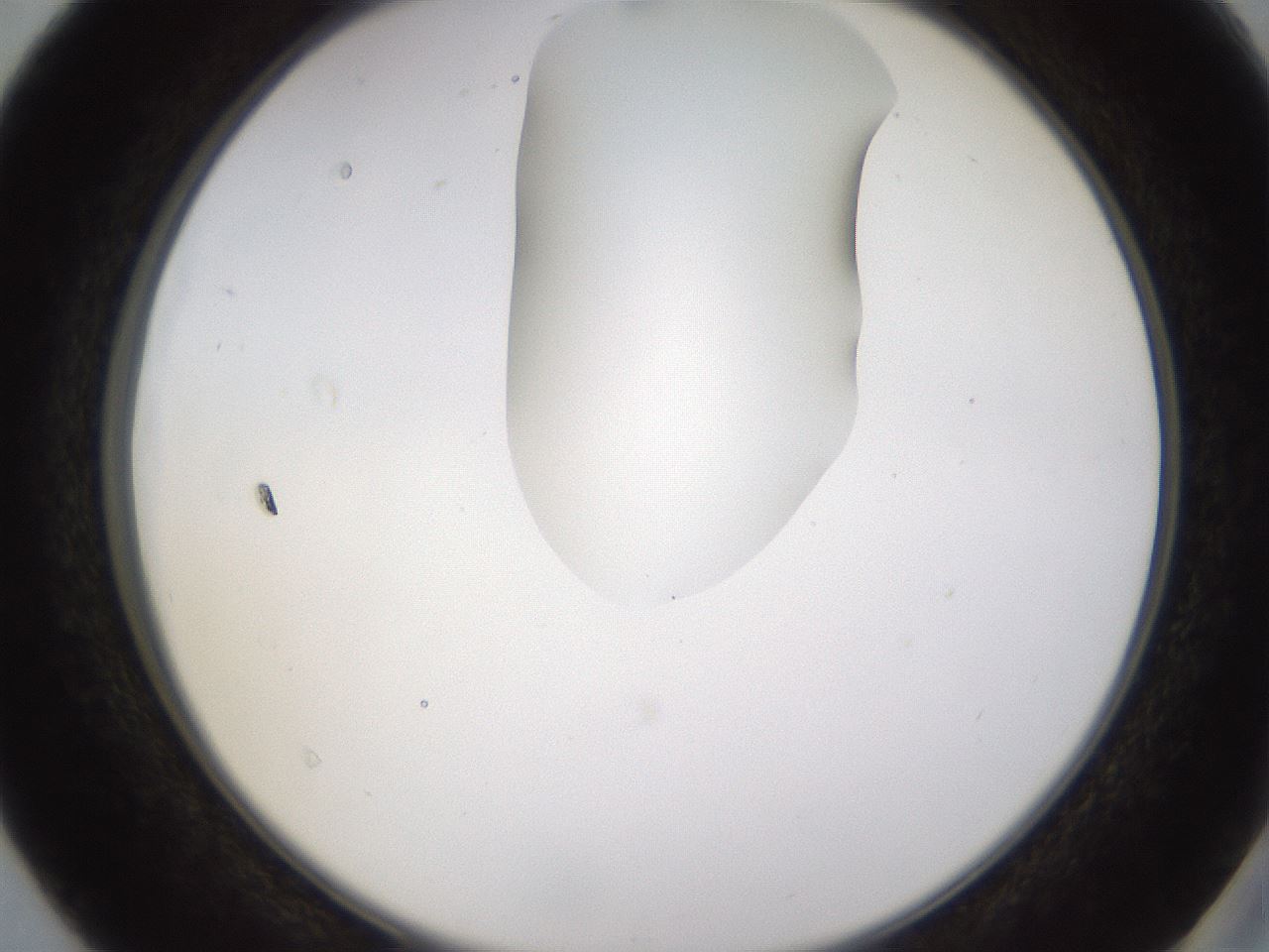 folderID272_plateID1272_batchID4170_wellNum40_profileID1_d2_r74759_ef.jpg