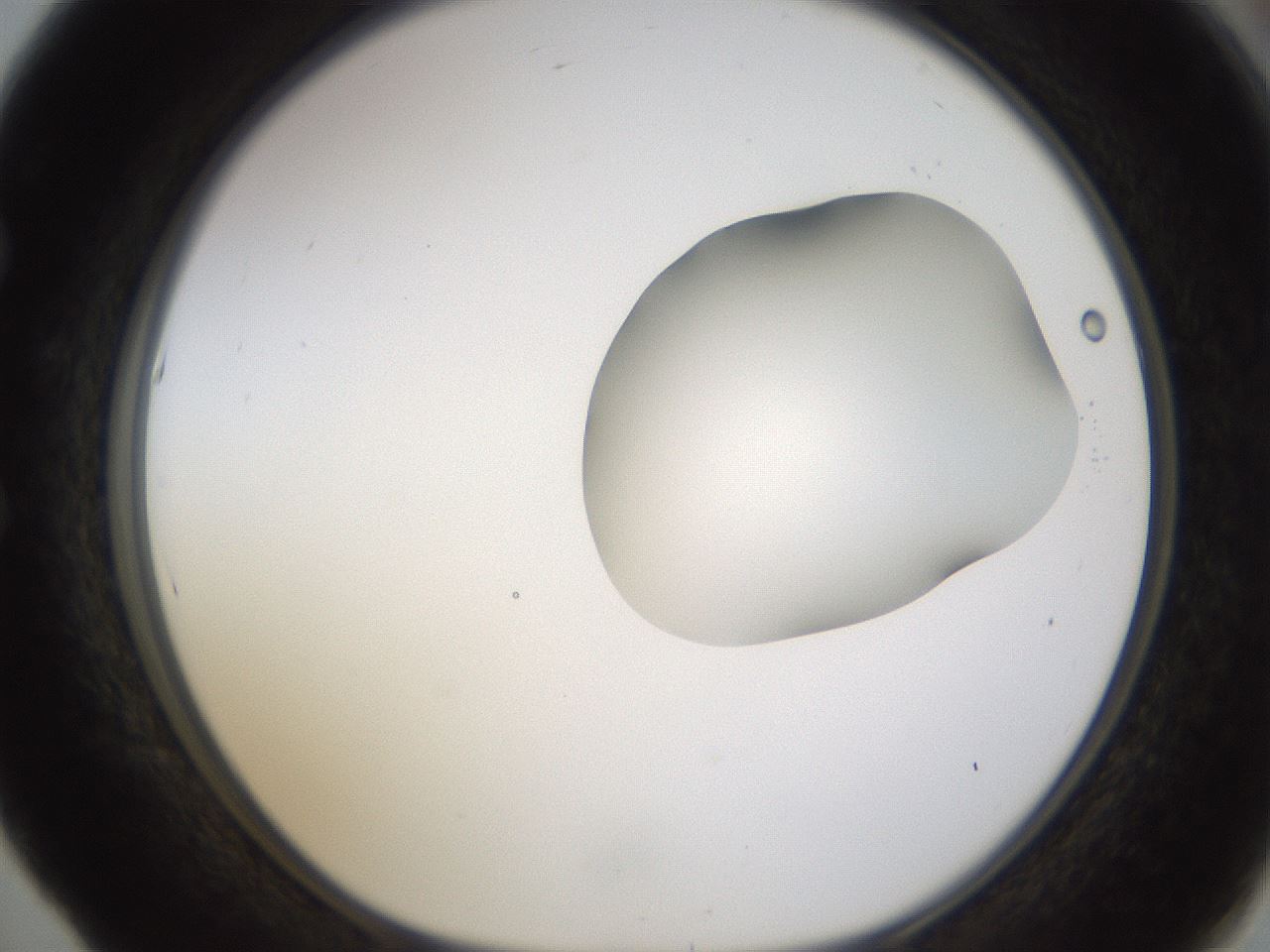 folderID272_plateID1272_batchID4170_wellNum53_profileID1_d1_r74784_ef.jpg