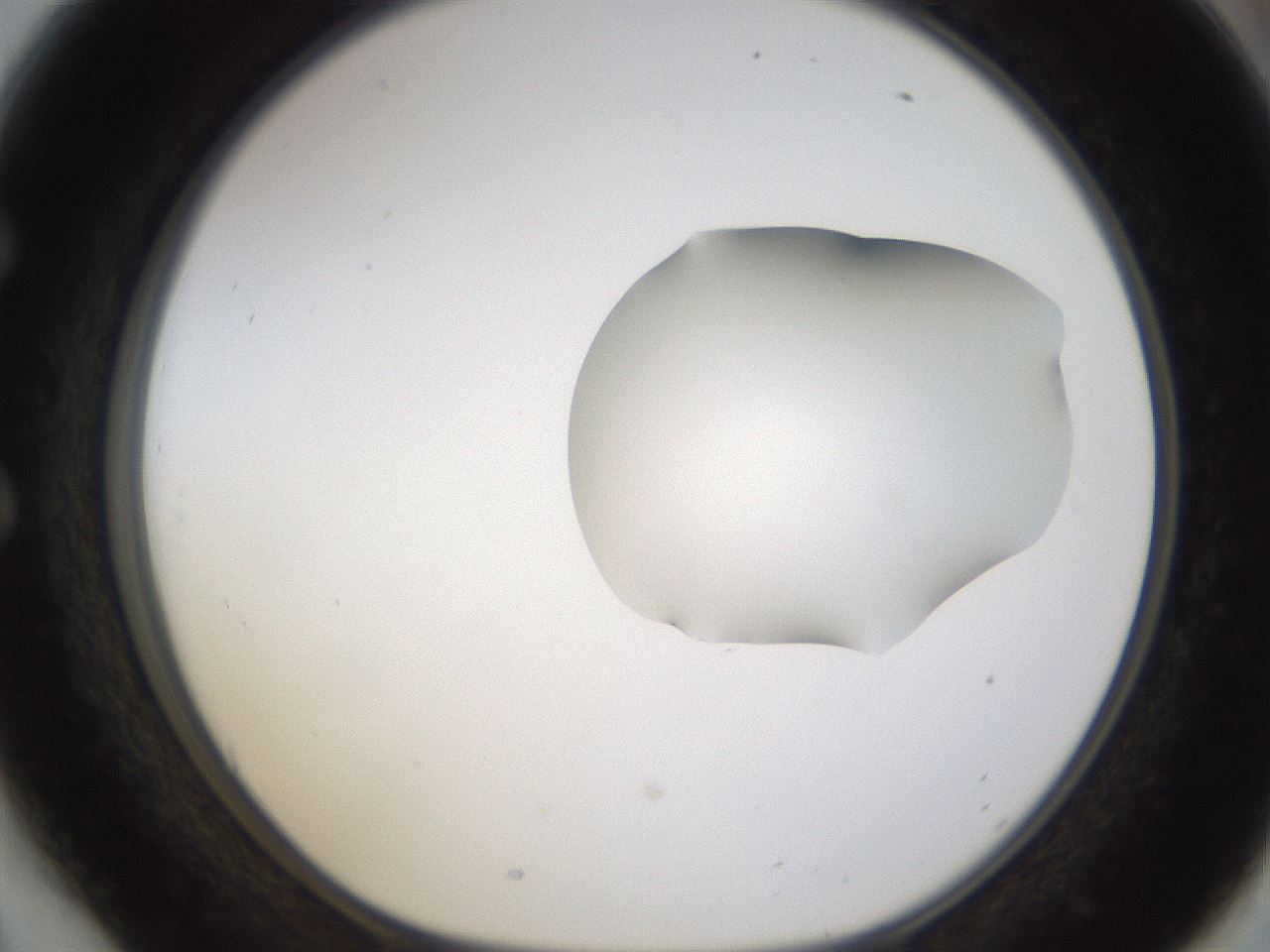 folderID272_plateID1272_batchID4170_wellNum54_profileID1_d1_r74786_ef.jpg