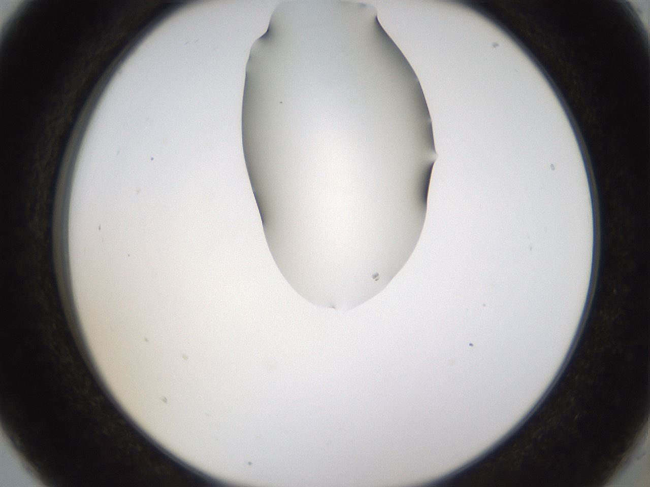 folderID272_plateID1272_batchID4170_wellNum5_profileID1_d2_r74689_ef.jpg