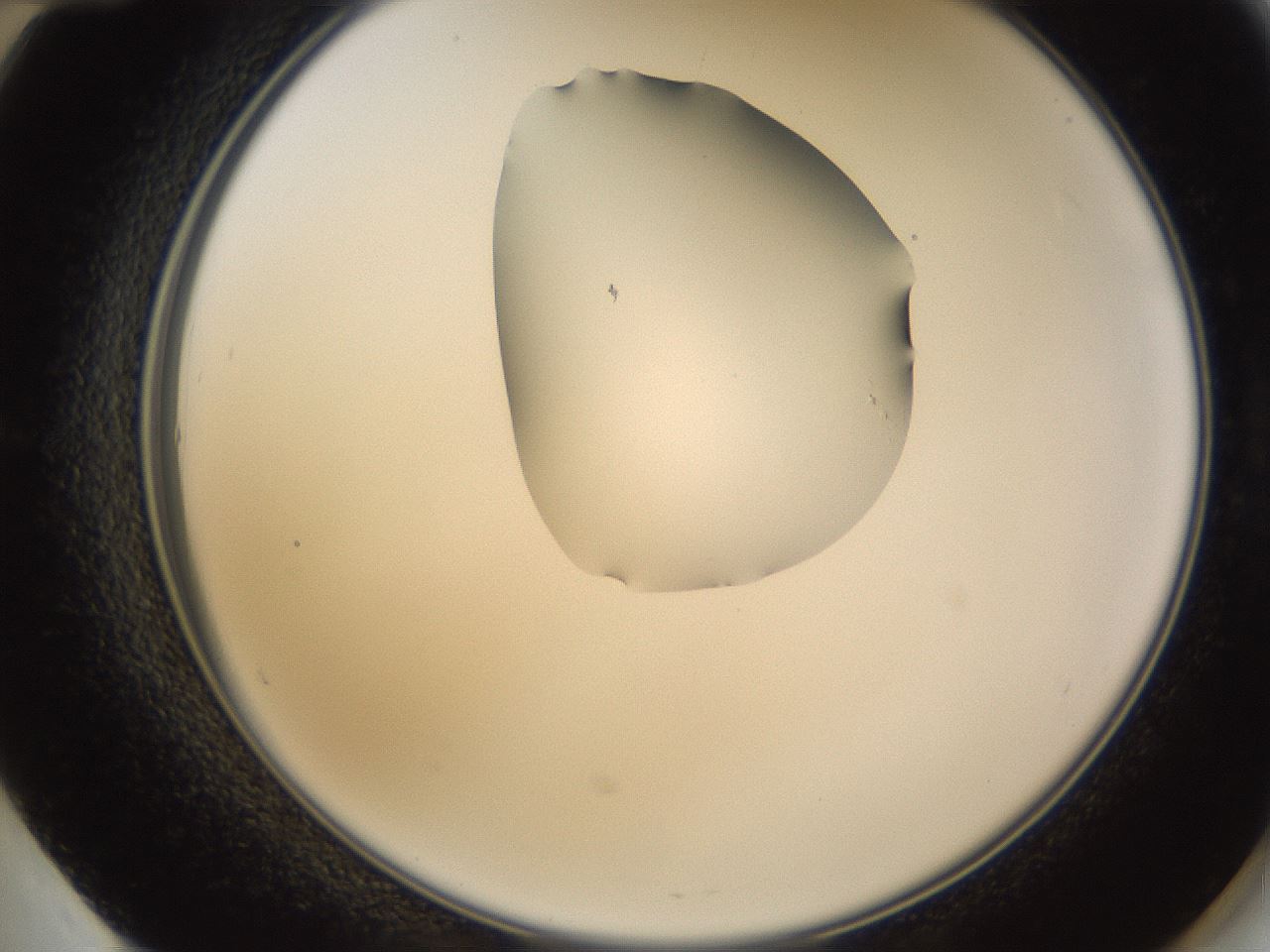 folderID272_plateID1272_batchID4170_wellNum60_profileID1_d2_r74799_ef.jpg