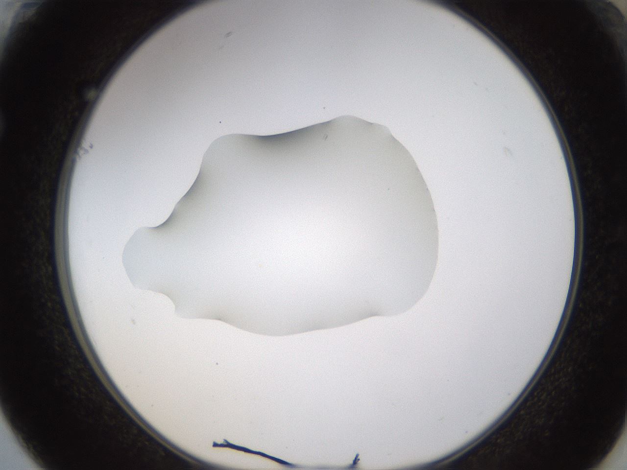 folderID272_plateID1272_batchID4170_wellNum61_profileID1_d1_r74800_ef.jpg