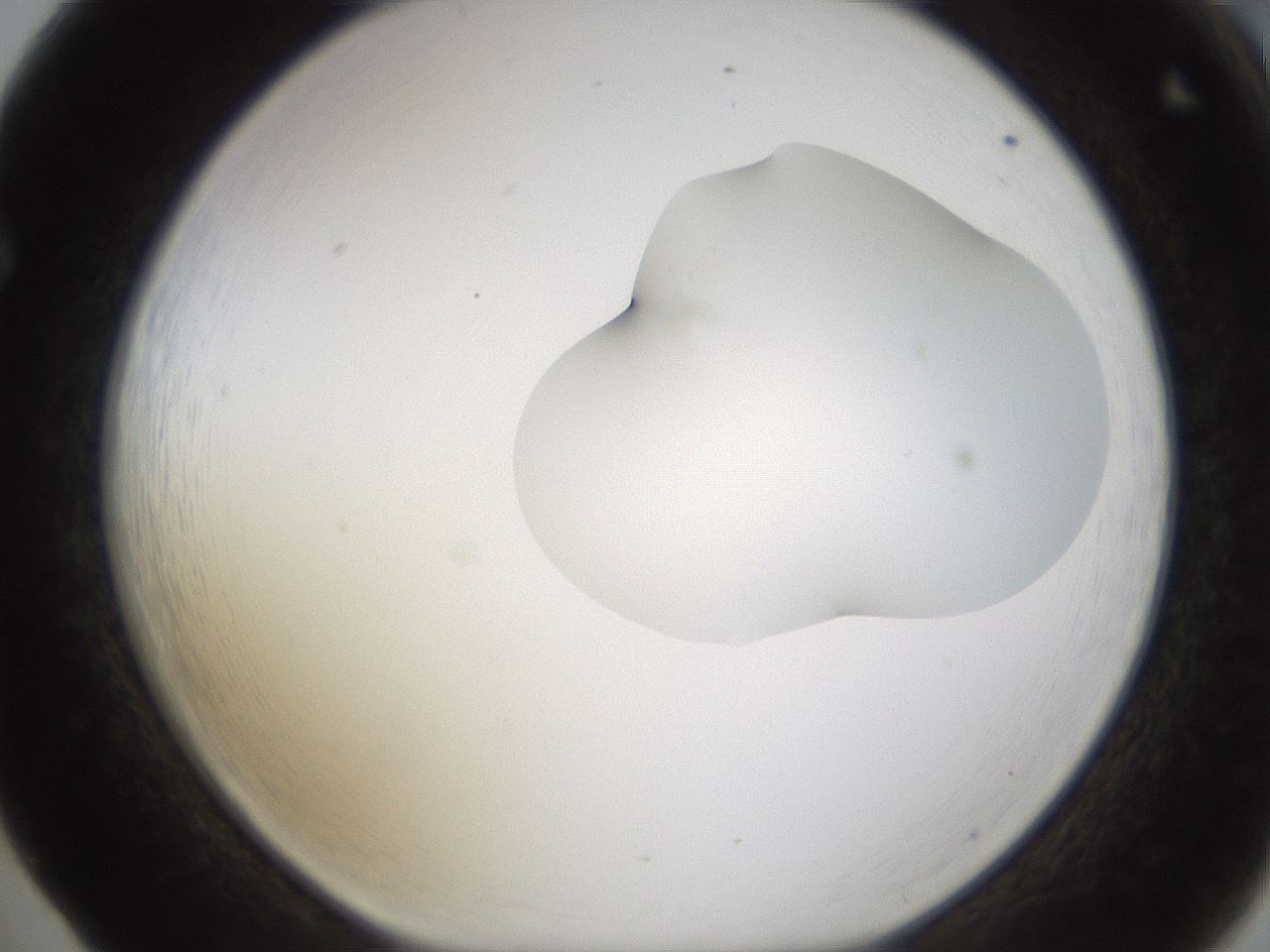 folderID272_plateID1272_batchID4170_wellNum65_profileID1_d1_r74808_ef.jpg