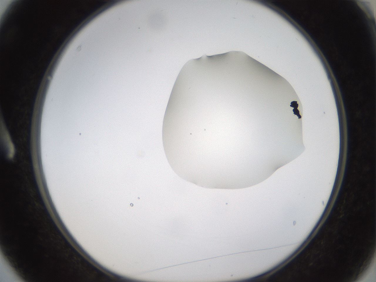 folderID272_plateID1272_batchID4170_wellNum3_profileID1_d1_r74684_ef.jpg