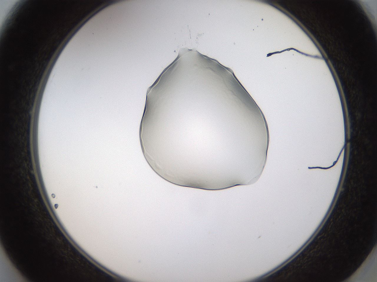 folderID272_plateID1272_batchID4170_wellNum49_profileID1_d2_r74777_ef.jpg