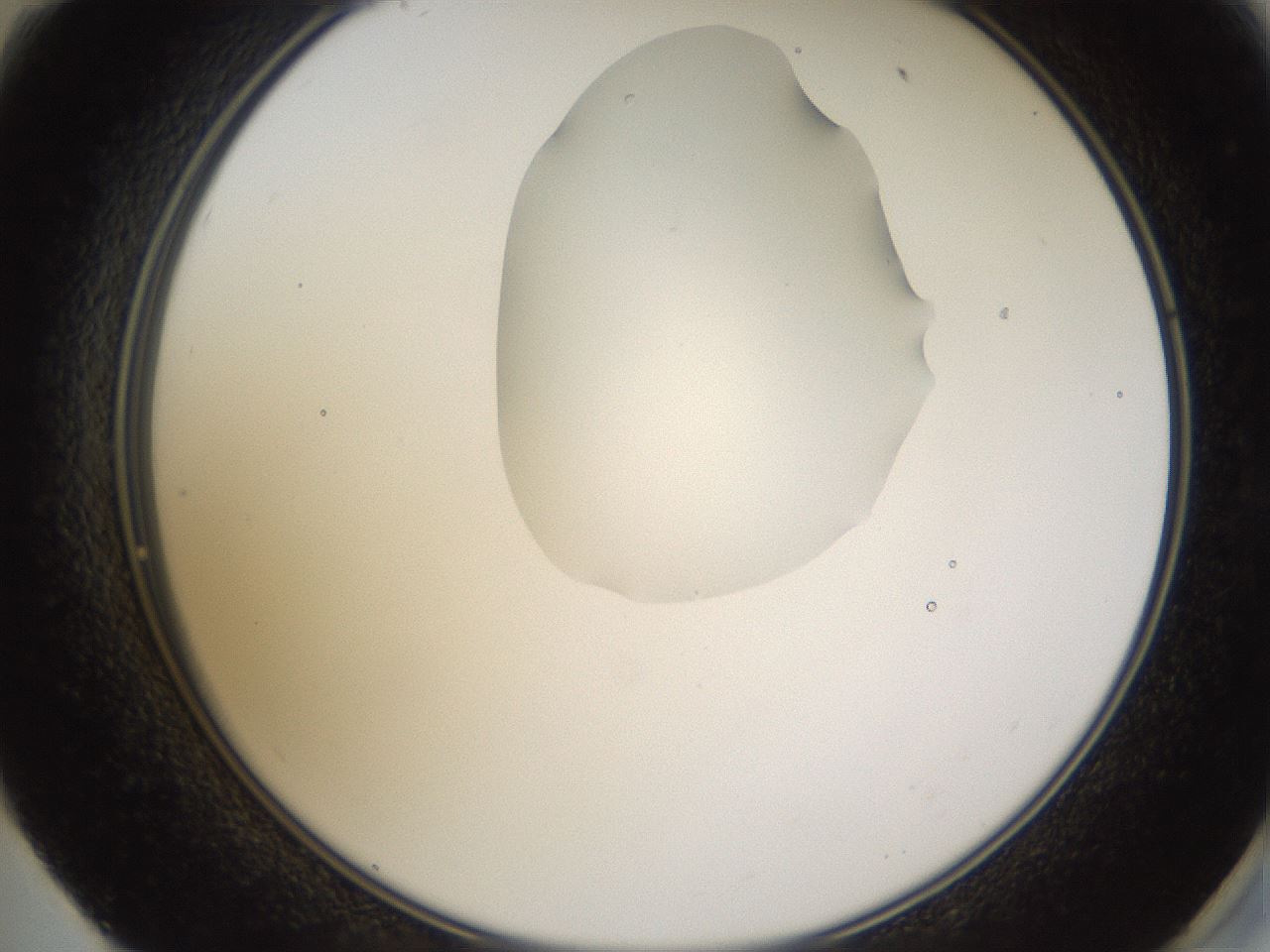 folderID272_plateID1272_batchID4170_wellNum59_profileID1_d2_r74797_ef.jpg