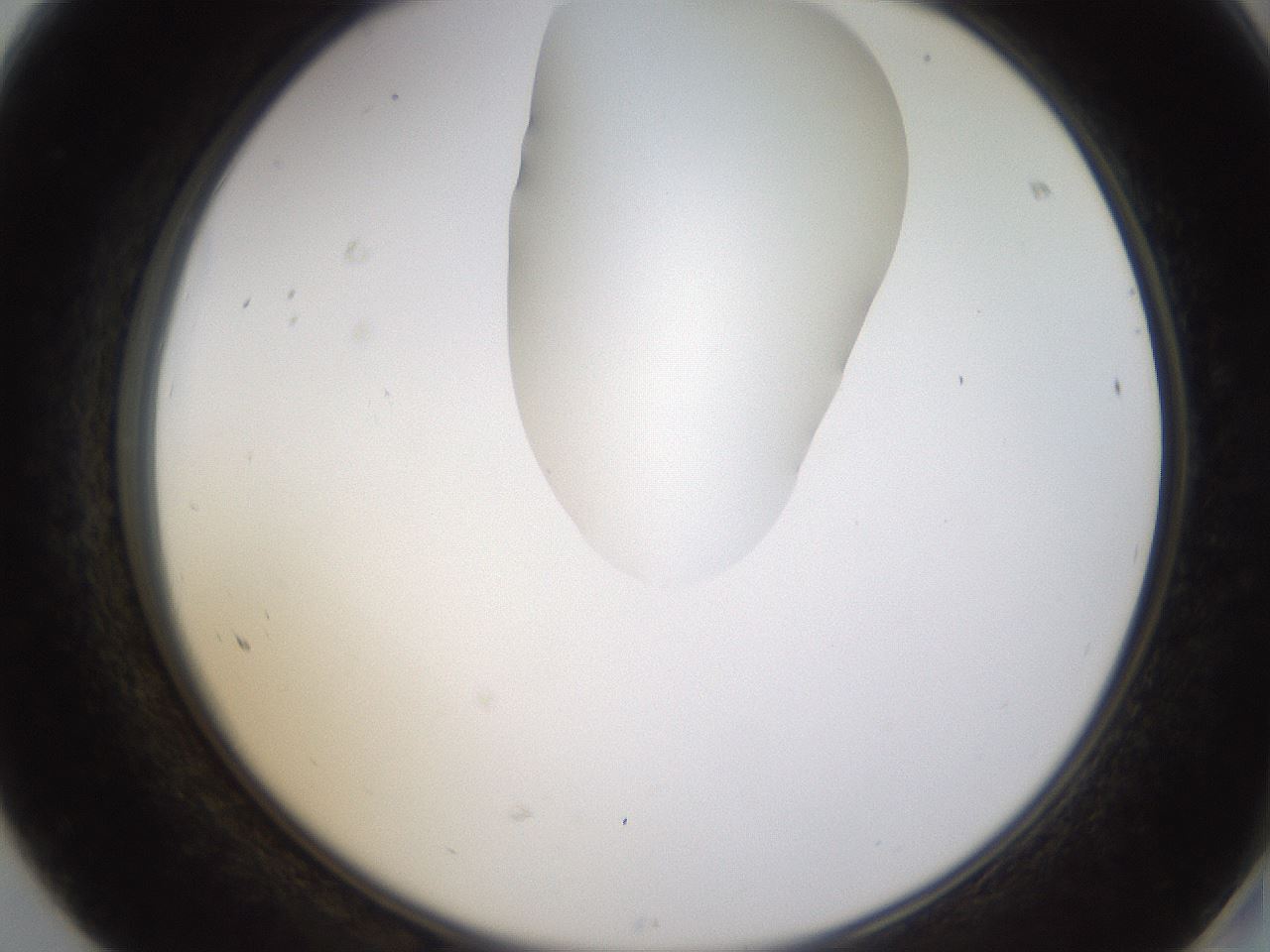 folderID272_plateID1272_batchID4170_wellNum68_profileID1_d2_r74815_ef.jpg
