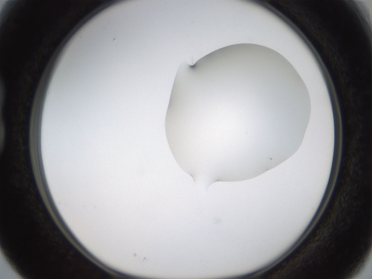 folderID273_plateID1273_batchID4173_wellNum15_profileID1_d1_r75476_ef.jpg