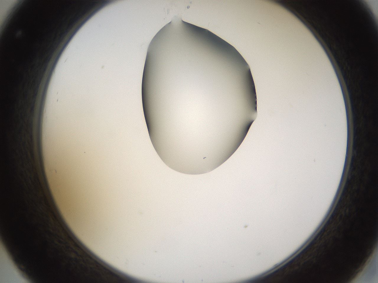 folderID273_plateID1273_batchID4173_wellNum32_profileID1_d2_r75511_ef.jpg