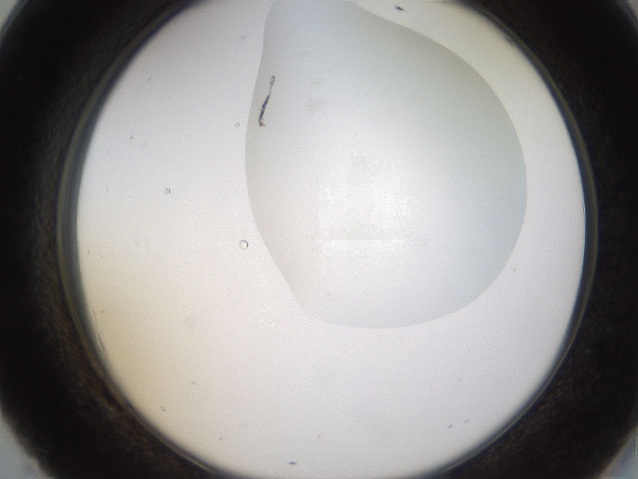 folderID272_plateID1272_batchID4170_wellNum69_profileID1_d2_r74817_ef.jpg