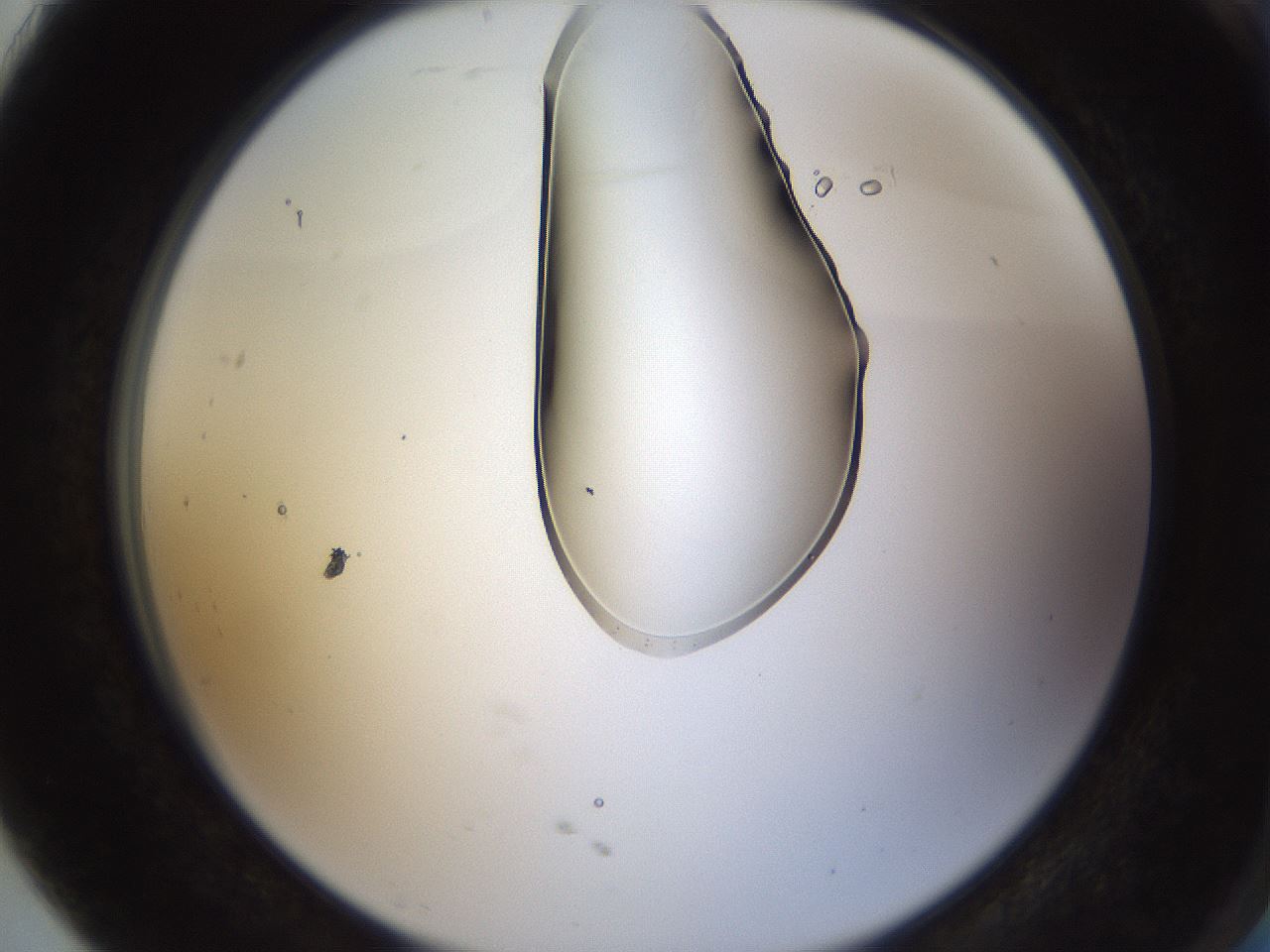 folderID272_plateID1272_batchID4170_wellNum91_profileID1_d2_r74861_ef.jpg