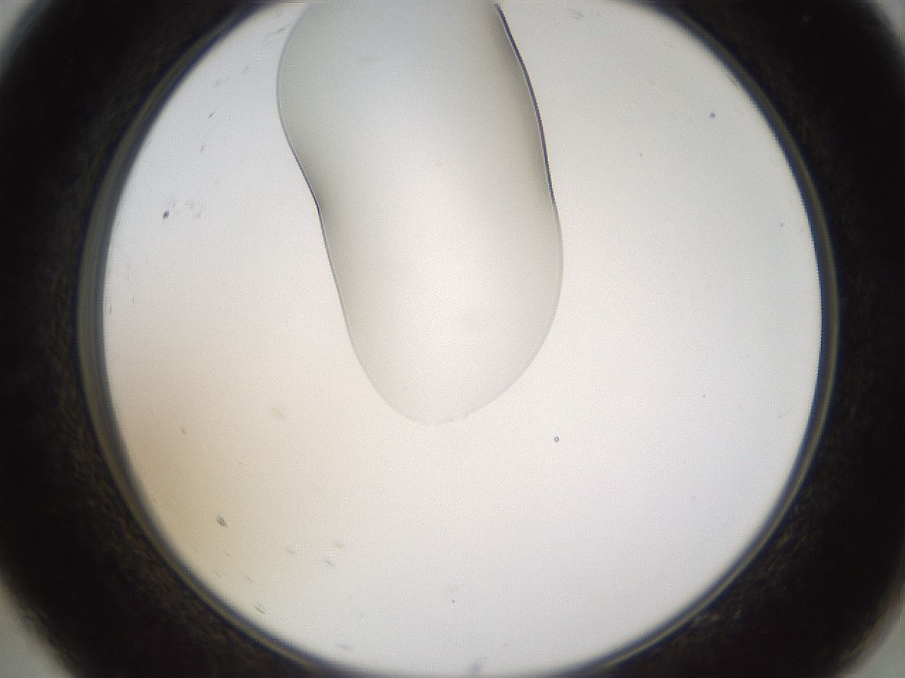 folderID272_plateID1272_batchID4170_wellNum9_profileID1_d2_r74697_ef.jpg