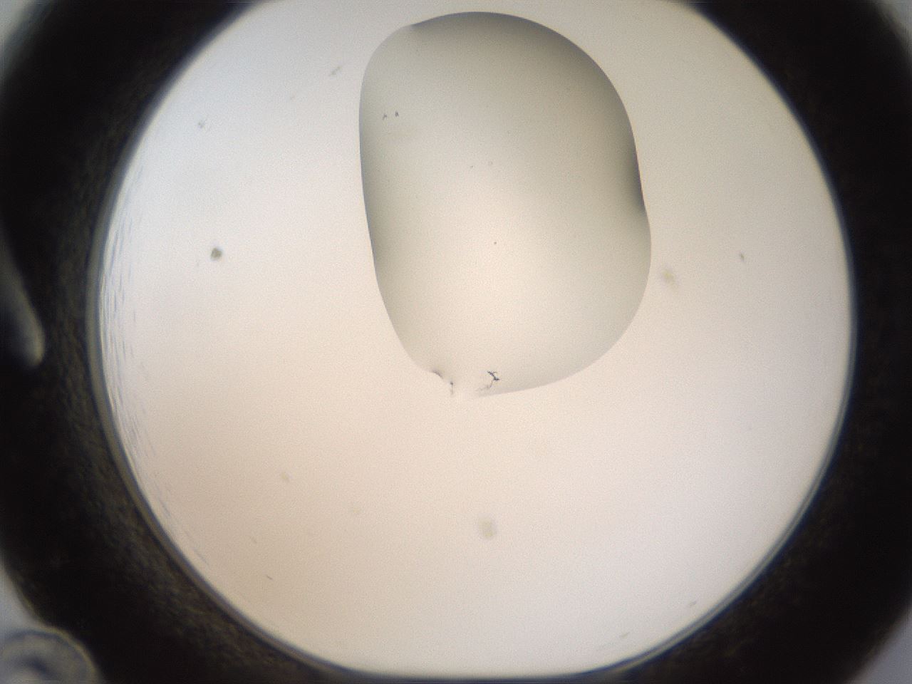 folderID273_plateID1273_batchID4173_wellNum12_profileID1_d1_r75470_ef.jpg