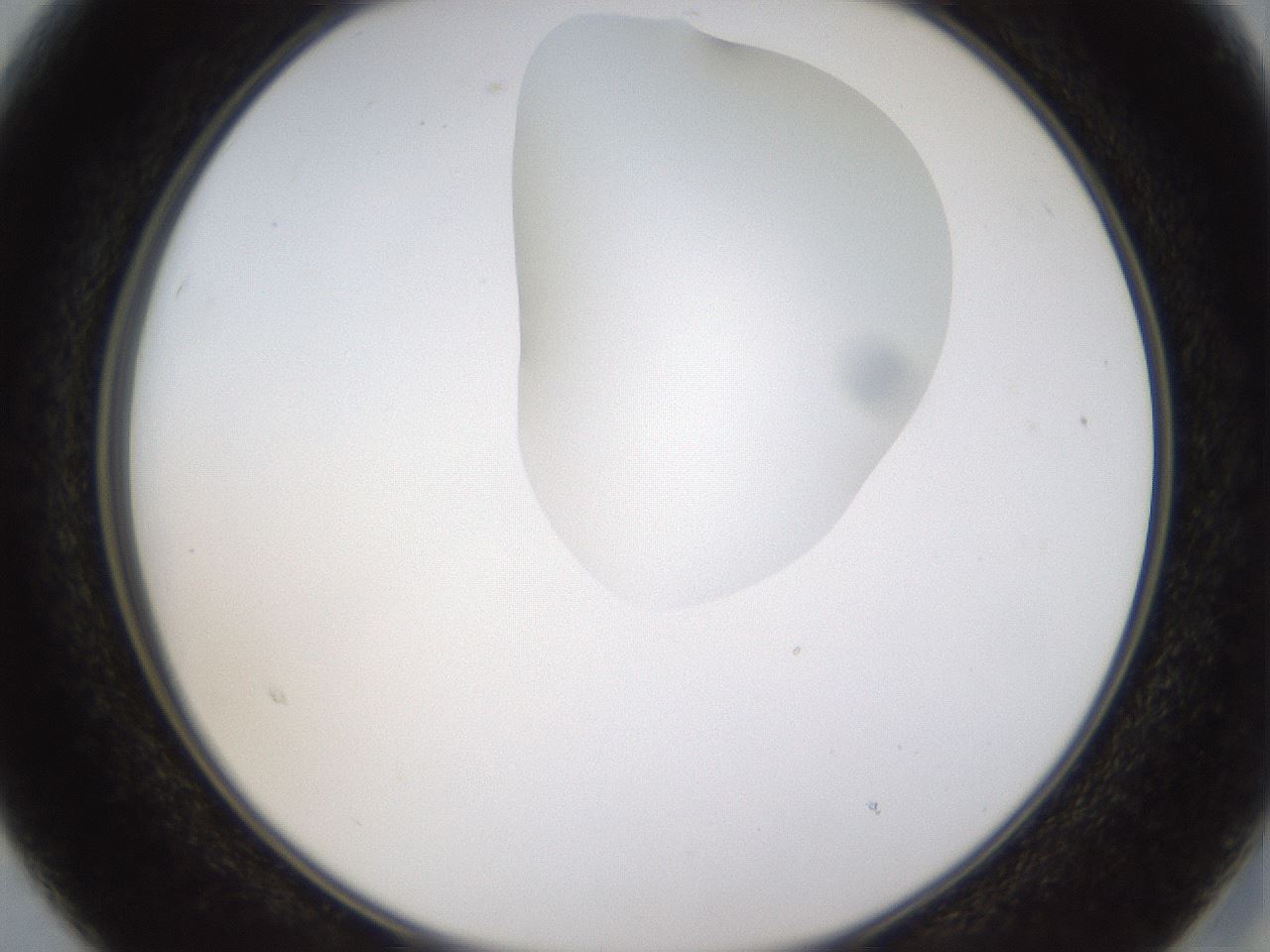folderID273_plateID1273_batchID4173_wellNum15_profileID1_d2_r75477_ef.jpg