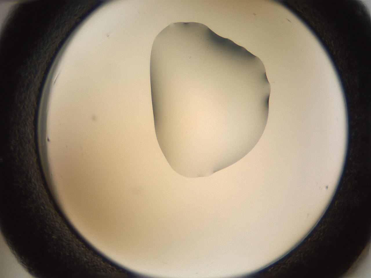 folderID273_plateID1273_batchID4173_wellNum36_profileID1_d2_r75519_ef.jpg