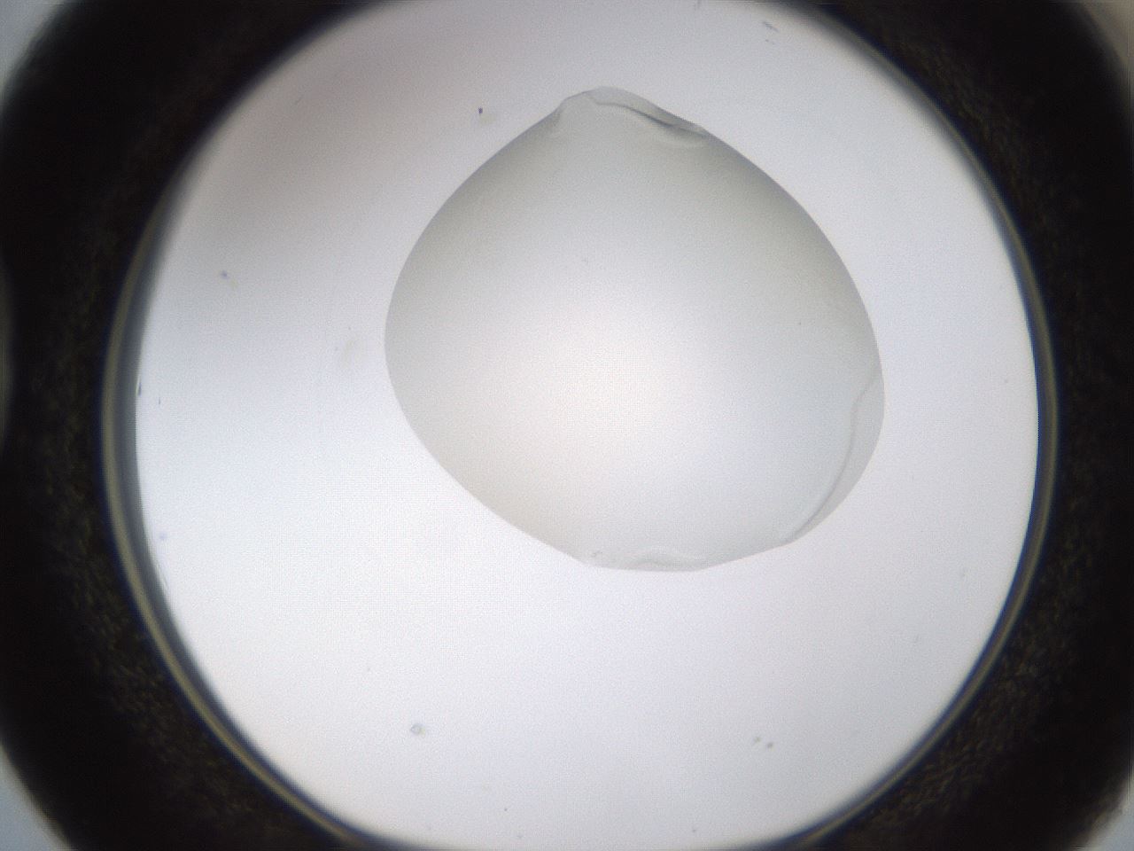 folderID273_plateID1273_batchID4173_wellNum38_profileID1_d1_r75522_ef.jpg
