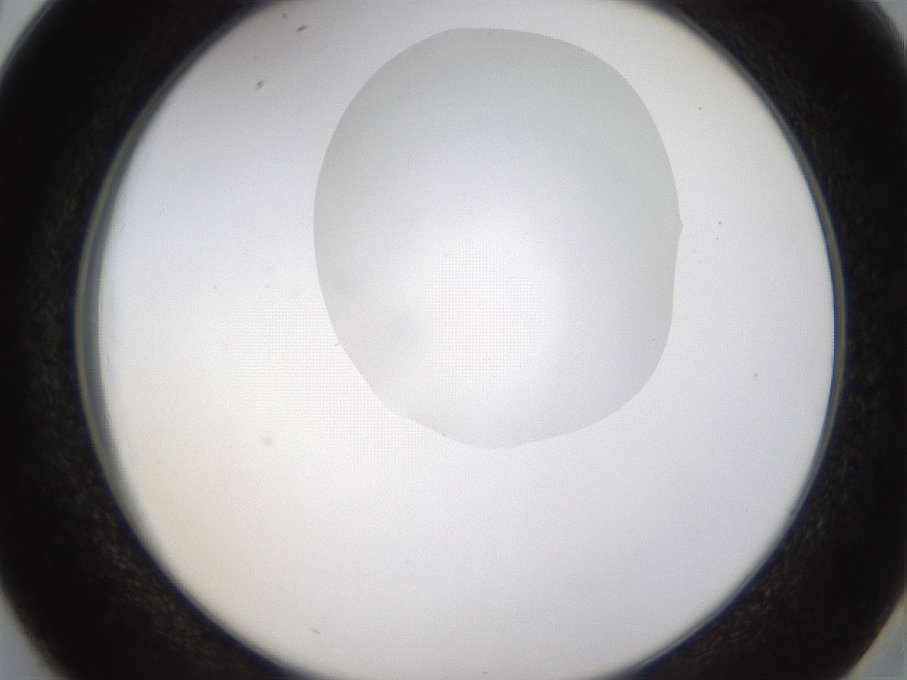 folderID273_plateID1273_batchID4173_wellNum38_profileID1_d2_r75523_ef.jpg