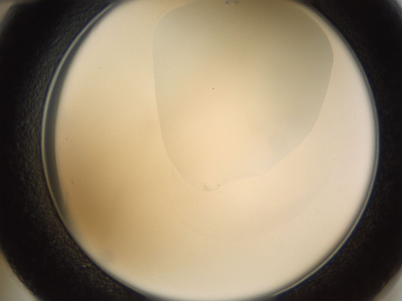 folderID273_plateID1273_batchID4173_wellNum48_profileID1_d2_r75543_ef.jpg