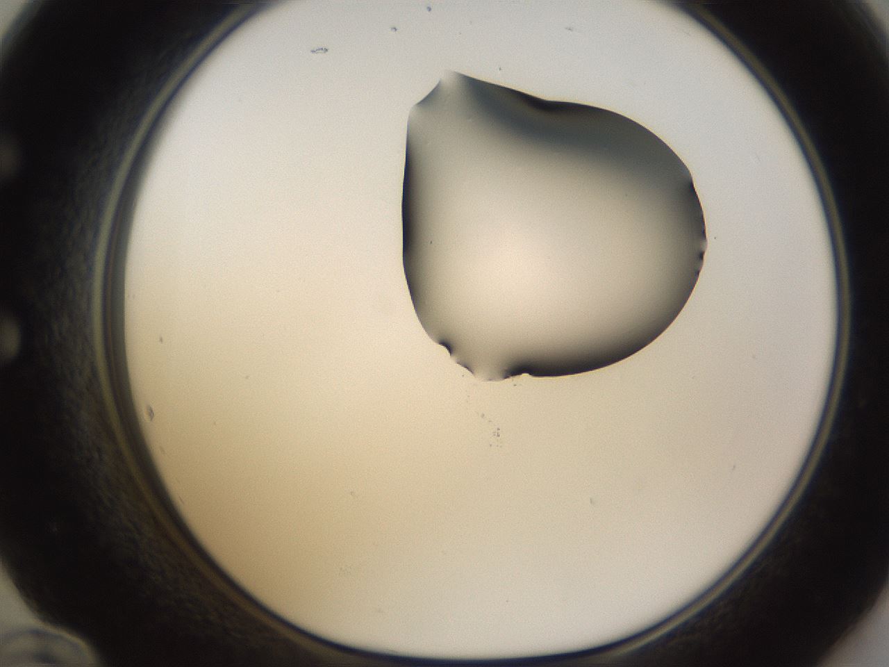 folderID273_plateID1273_batchID4173_wellNum60_profileID1_d1_r75566_ef.jpg