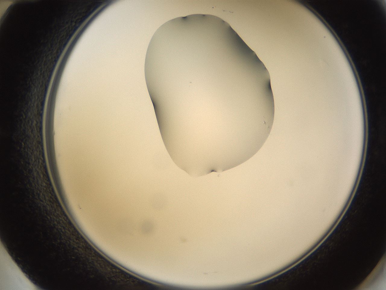 folderID273_plateID1273_batchID4173_wellNum60_profileID1_d2_r75567_ef.jpg