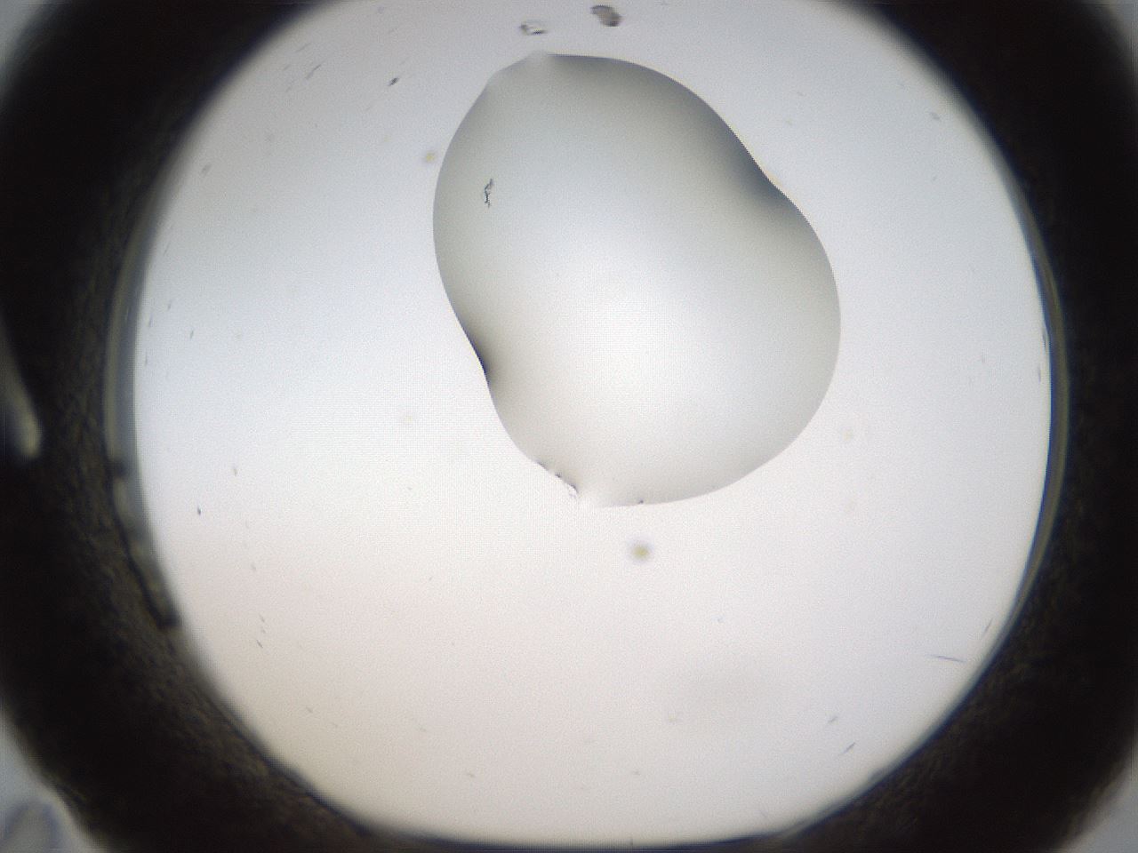 folderID274_plateID1274_batchID4175_wellNum11_profileID1_d1_r76044_ef.jpg