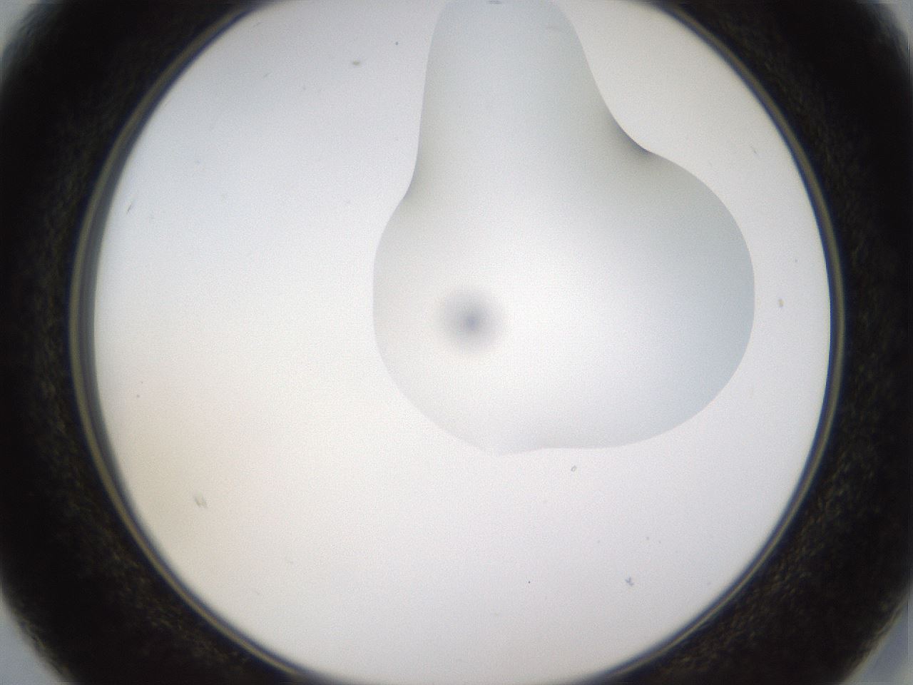 folderID274_plateID1274_batchID4175_wellNum15_profileID1_d2_r76053_ef.jpg
