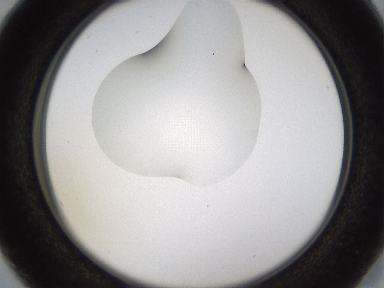 folderID274_plateID1274_batchID4175_wellNum16_profileID1_d2_r76055_ef.jpg