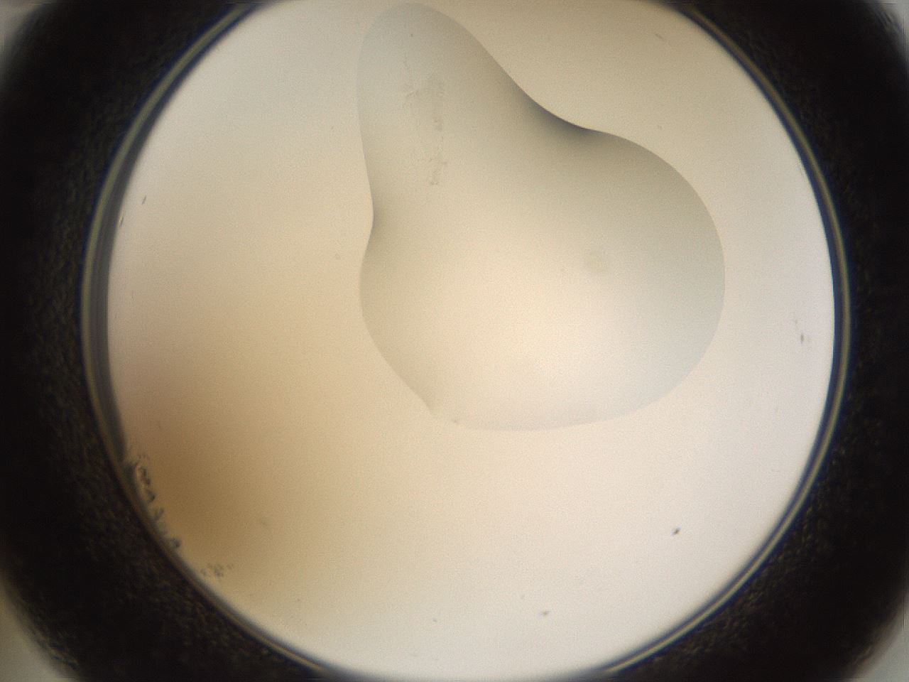 folderID274_plateID1274_batchID4175_wellNum23_profileID1_d2_r76069_ef.jpg