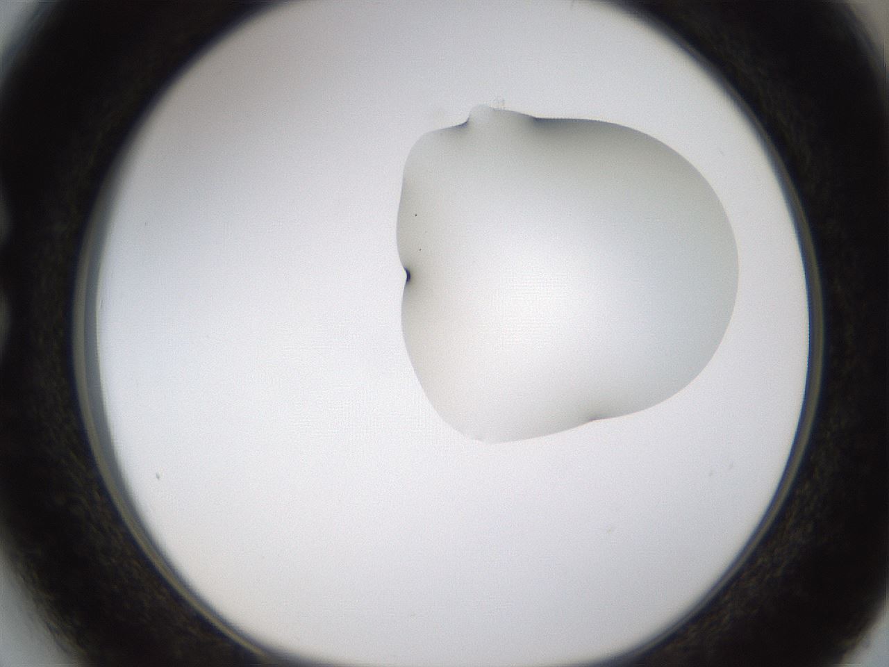 folderID274_plateID1274_batchID4175_wellNum27_profileID1_d1_r76076_ef.jpg