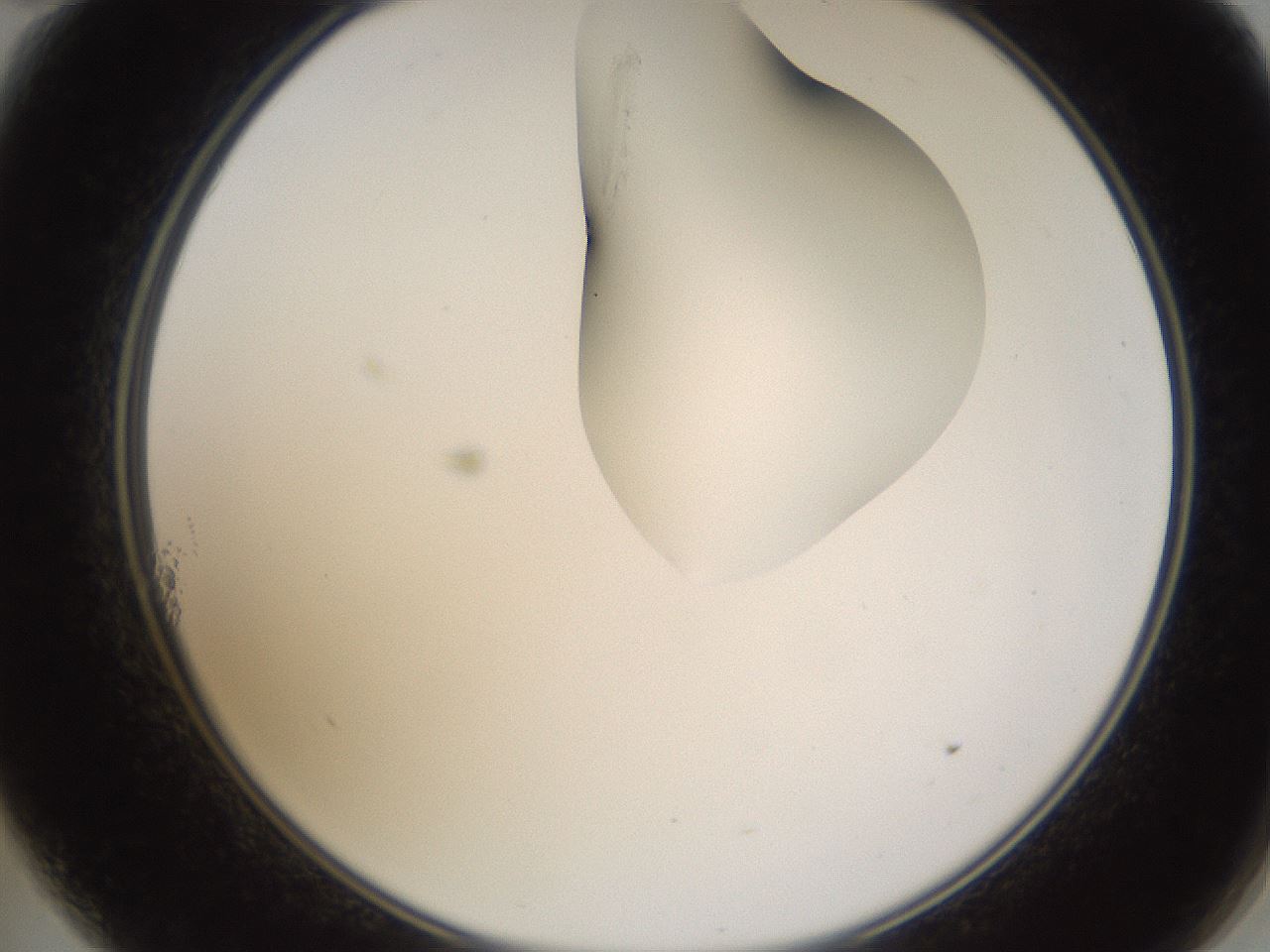 folderID274_plateID1274_batchID4175_wellNum11_profileID1_d2_r76045_ef.jpg