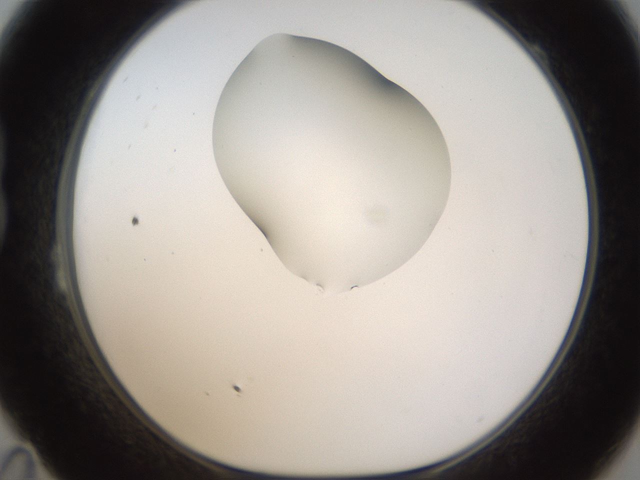 folderID274_plateID1274_batchID4175_wellNum23_profileID1_d1_r76068_ef.jpg