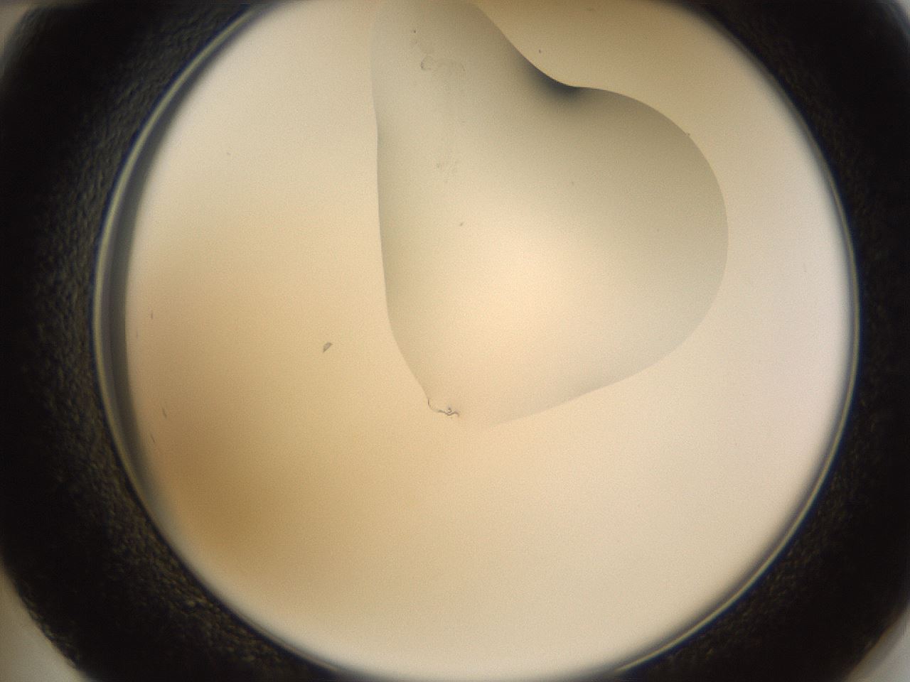folderID274_plateID1274_batchID4175_wellNum48_profileID1_d2_r76119_ef.jpg