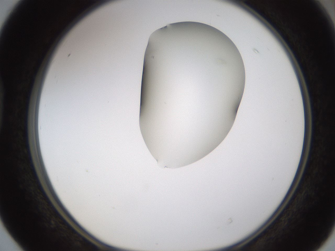 folderID274_plateID1274_batchID4175_wellNum40_profileID1_d1_r76102_ef.jpg