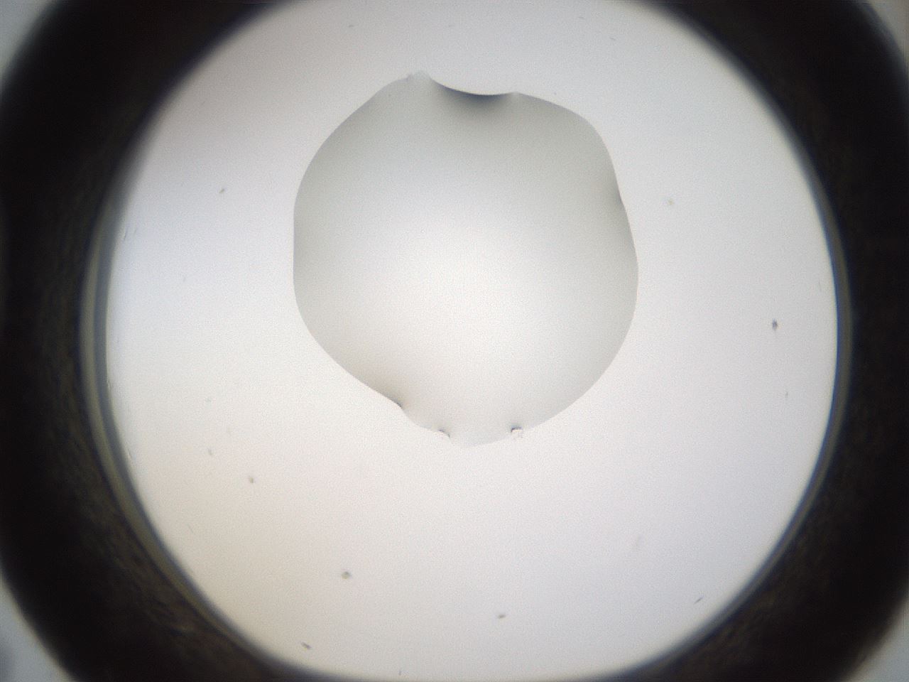 folderID274_plateID1274_batchID4175_wellNum43_profileID1_d1_r76108_ef.jpg
