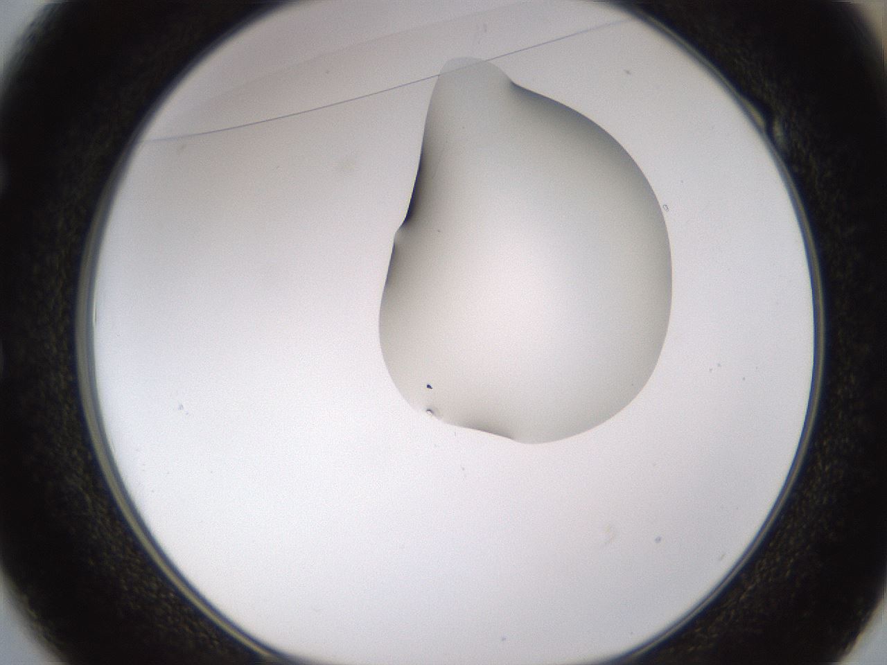 folderID274_plateID1274_batchID4175_wellNum49_profileID1_d1_r76120_ef.jpg