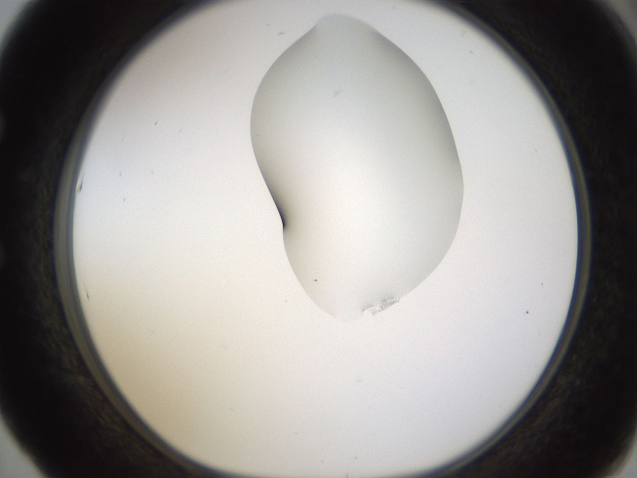 folderID274_plateID1274_batchID4175_wellNum53_profileID1_d1_r76128_ef.jpg