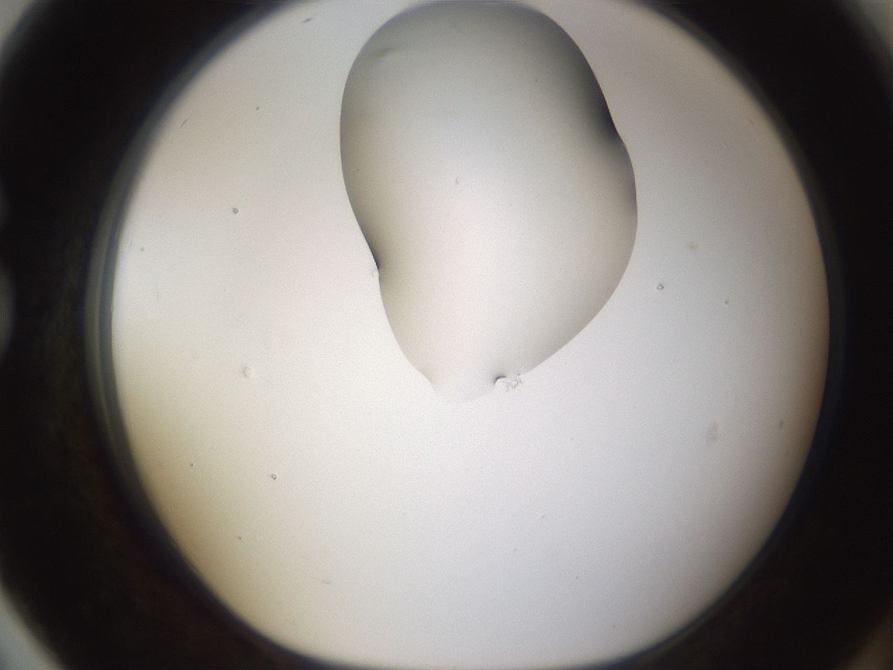 folderID274_plateID1274_batchID4175_wellNum79_profileID1_d1_r76180_ef.jpg