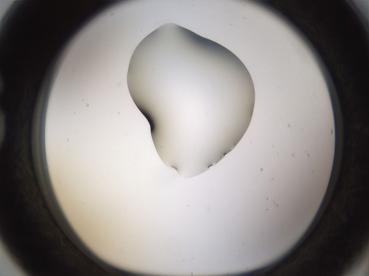 folderID274_plateID1274_batchID4175_wellNum80_profileID1_d1_r76182_ef.jpg
