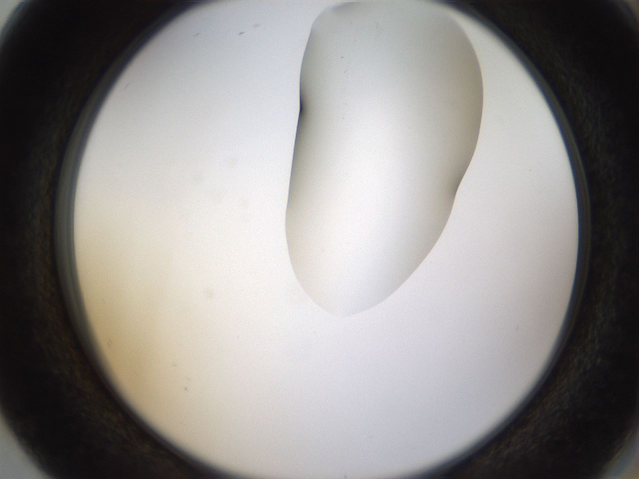 folderID274_plateID1274_batchID4175_wellNum80_profileID1_d2_r76183_ef.jpg